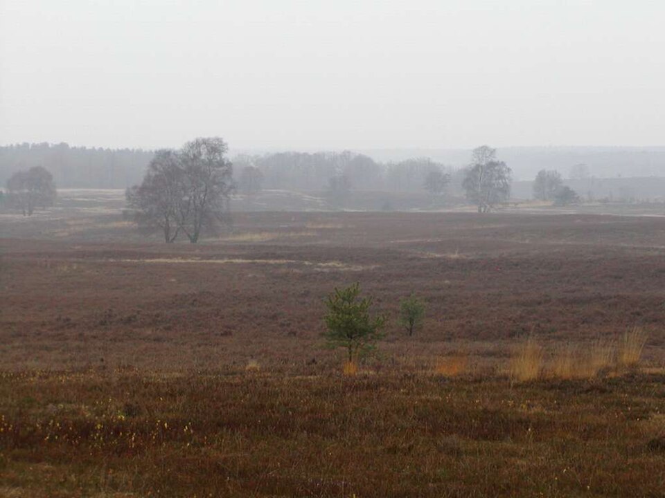 in der Lüneburger Heide