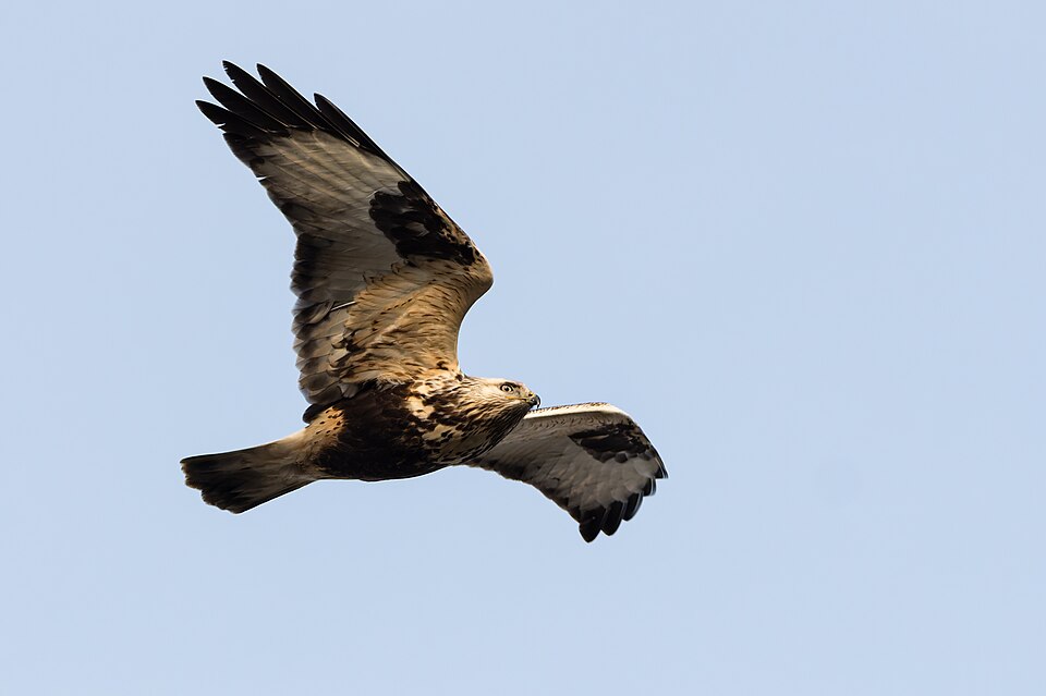 Junger Raufußbussard