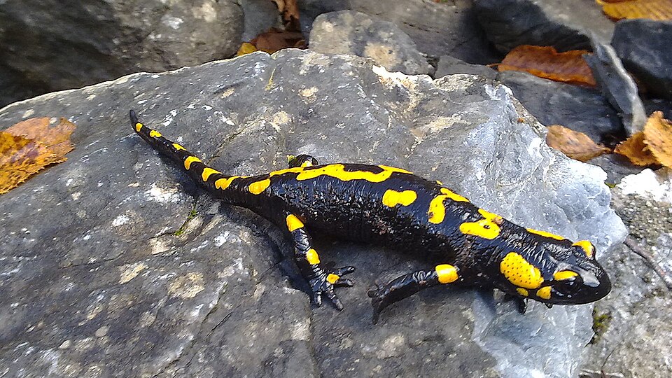 Salamander olympus
