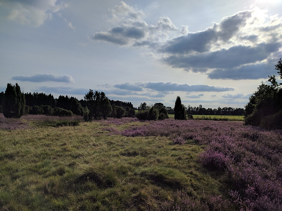 Gräser und Heide