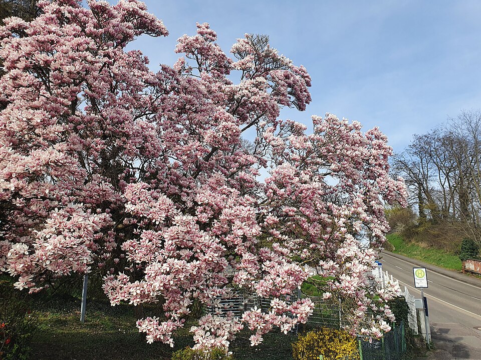 in Bad Bergzabern