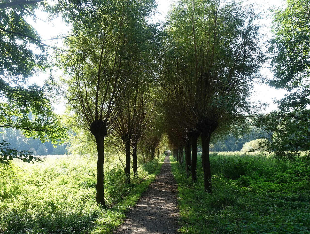 Allee in Bad Bevensen