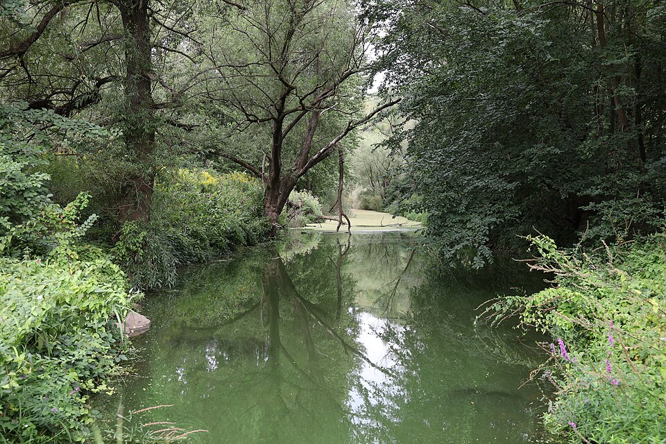 Ediger Laach