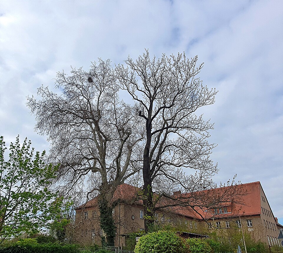 in Oschatz