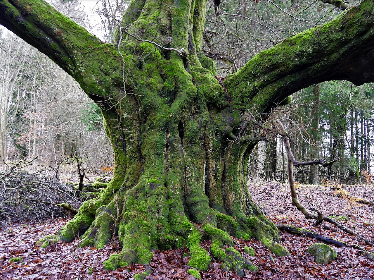 Green Giant