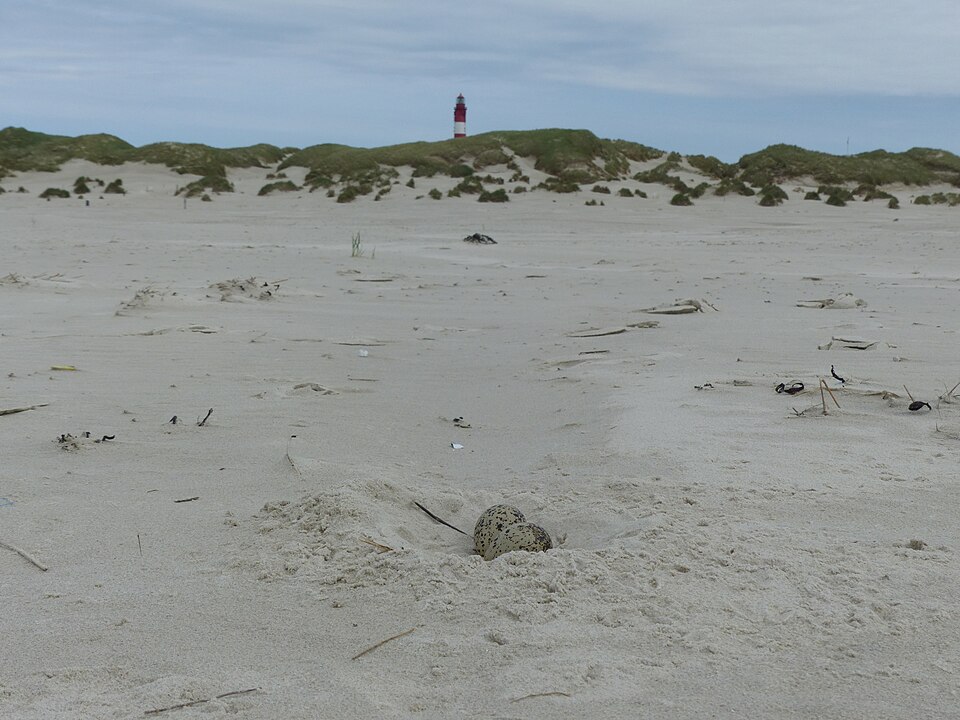 auf Amrum