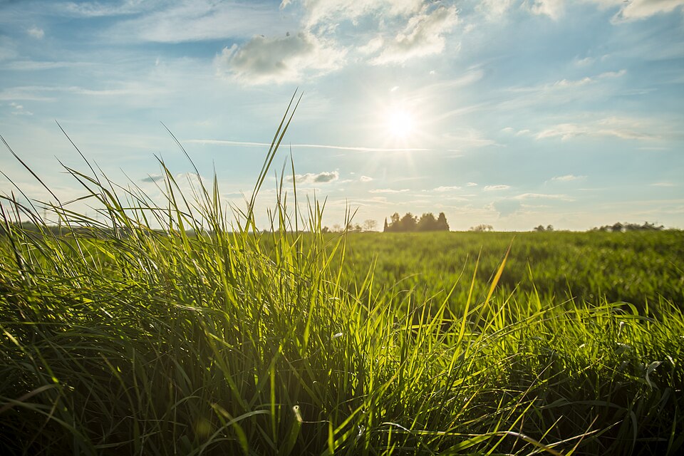 Grüner Horizont