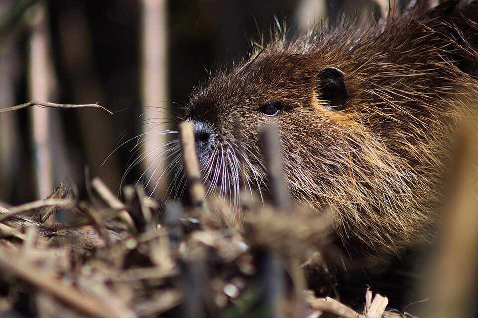Bisamratte im Spreewald