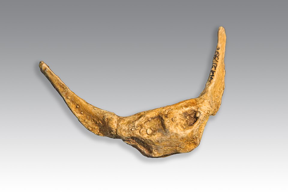 im Neandertal