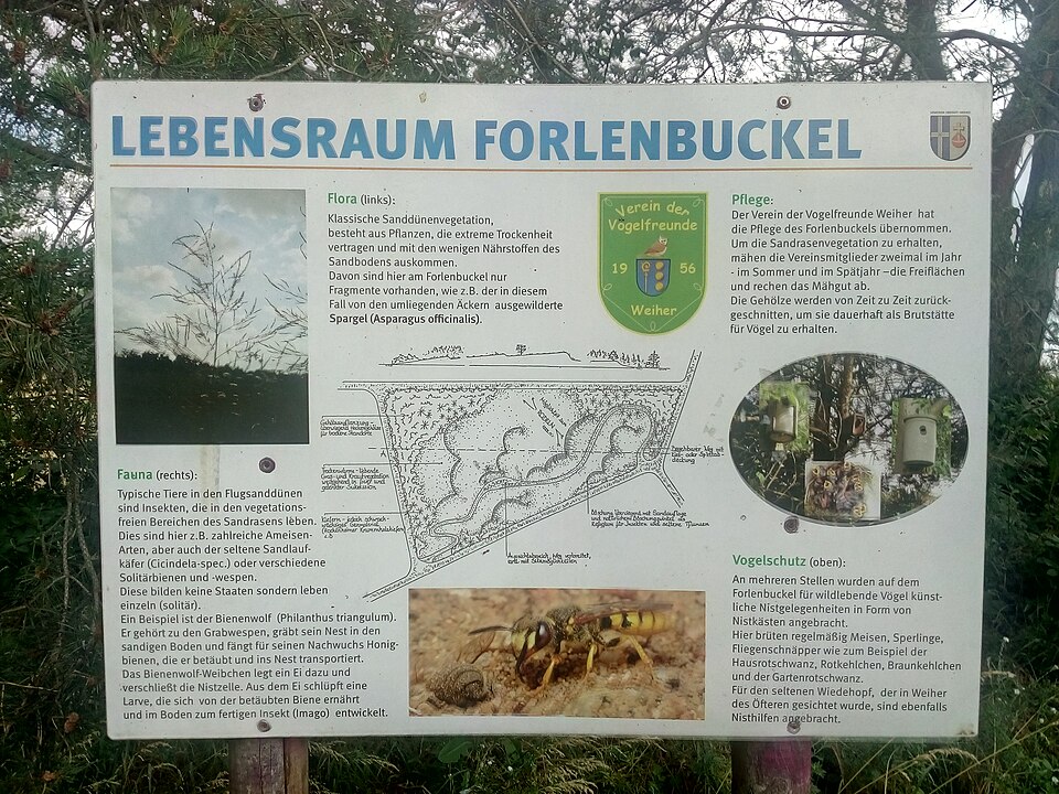 Forlenbuckel