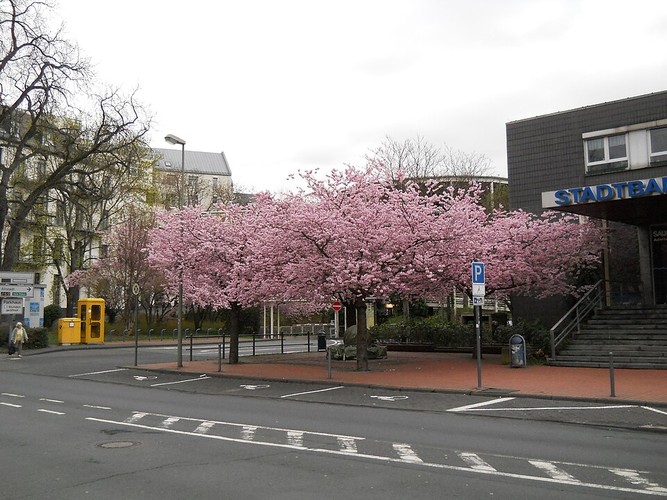 Blumen neben Centrum Siegen