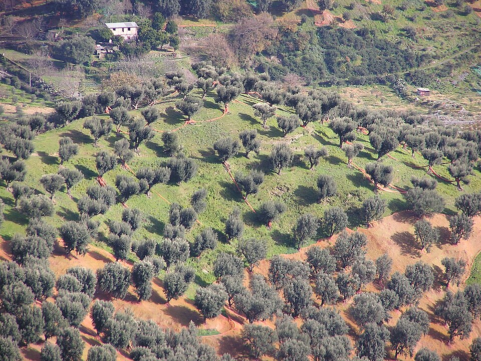 Kalabrien Olivenernte