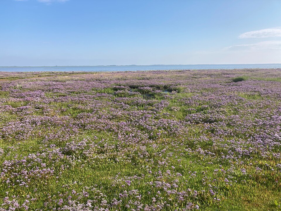 auf Borkum
