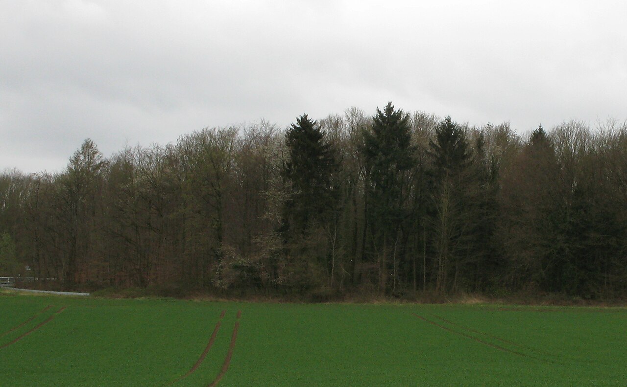 Juffernberg von Vinxel