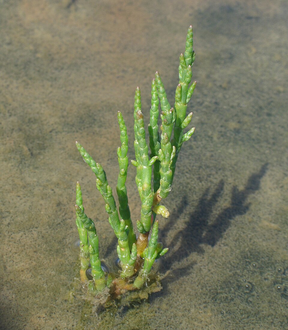 Salicornia europaea RF