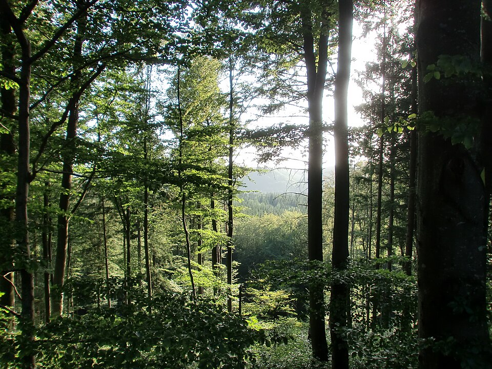 Bayerischer Wald