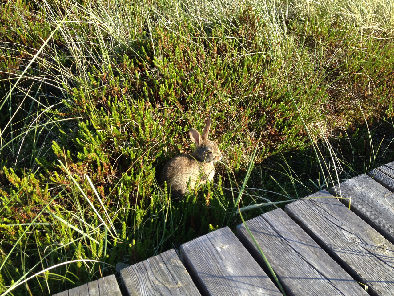 Wildkaninchen auf Amrum