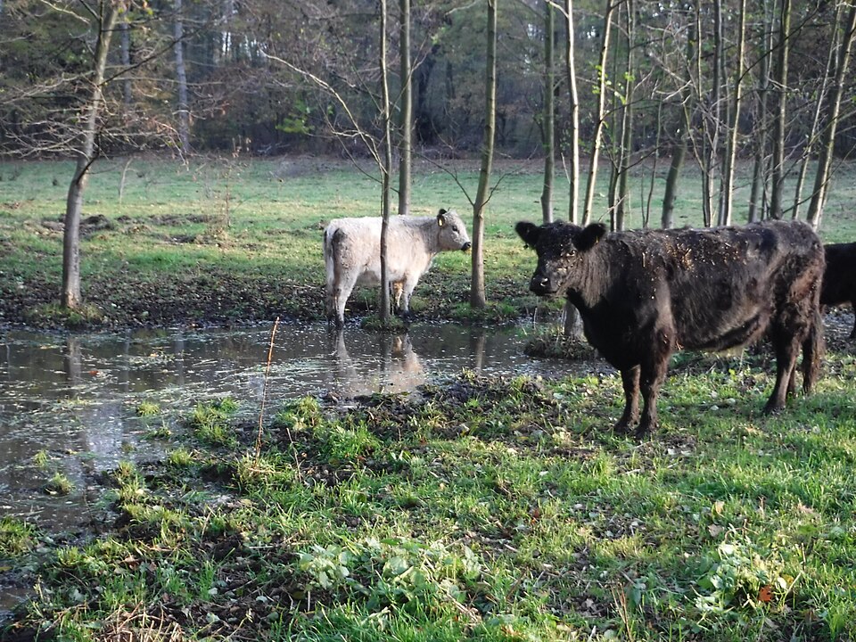Rinder in Radebeul