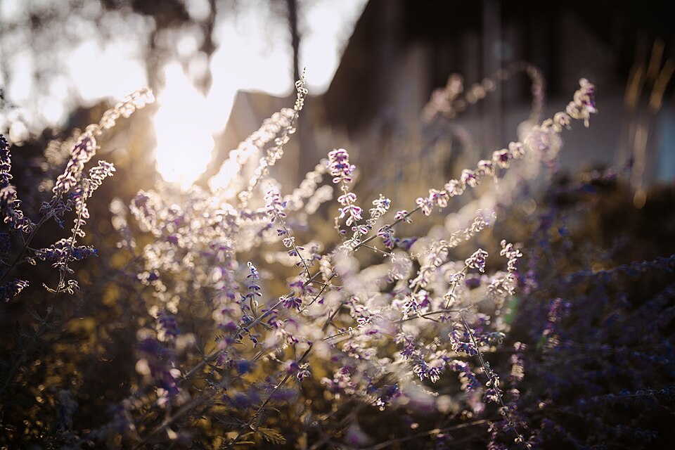 Soft Colours