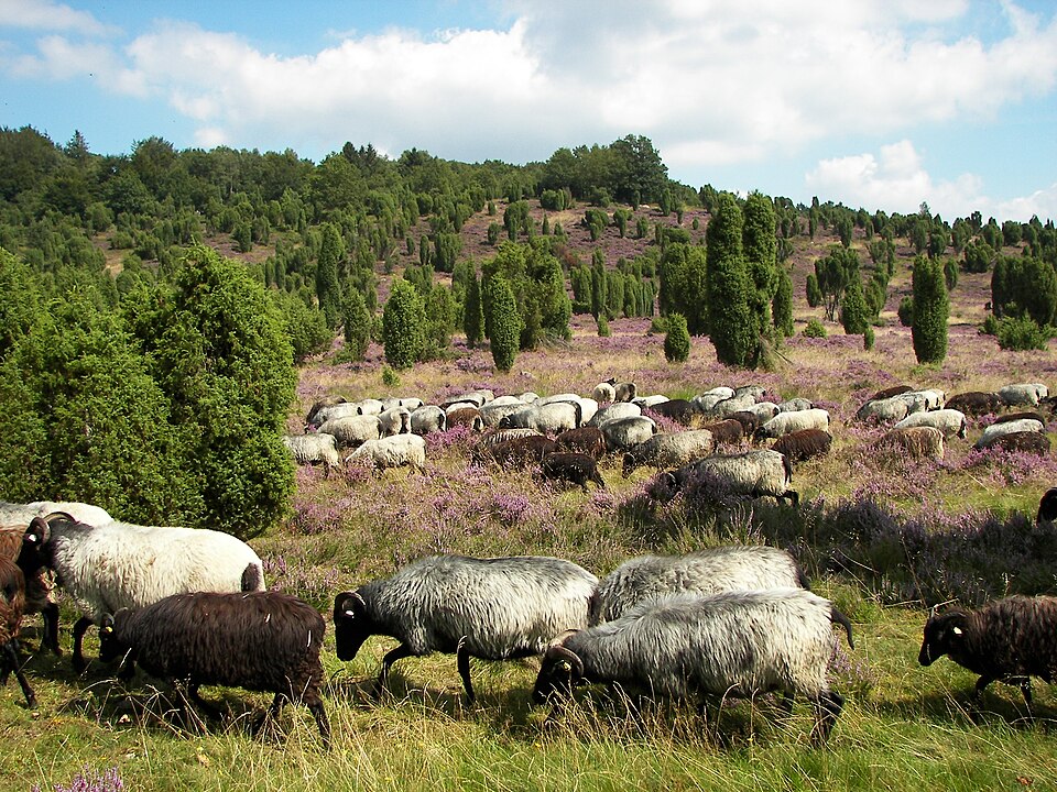 in der Lüneburger Heide