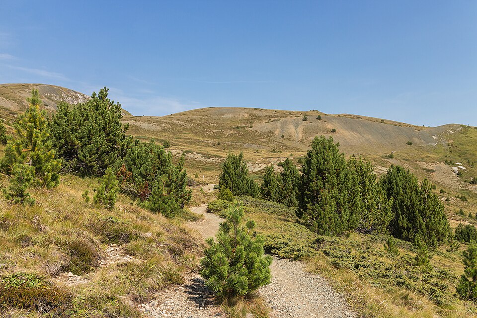 Arosa