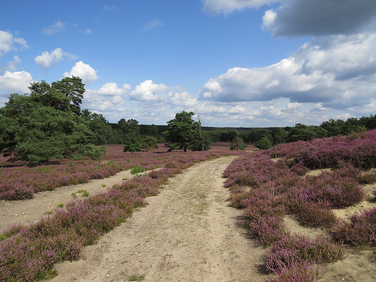 Blühende Schwindebecker Heide
