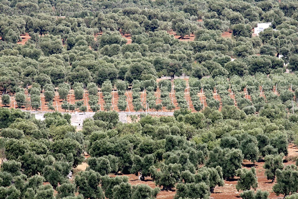 in Ostuni