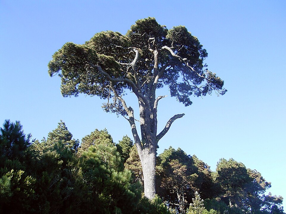 auf La Palma