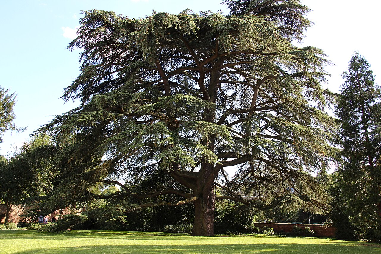 Libanon Cedar in Weinheim