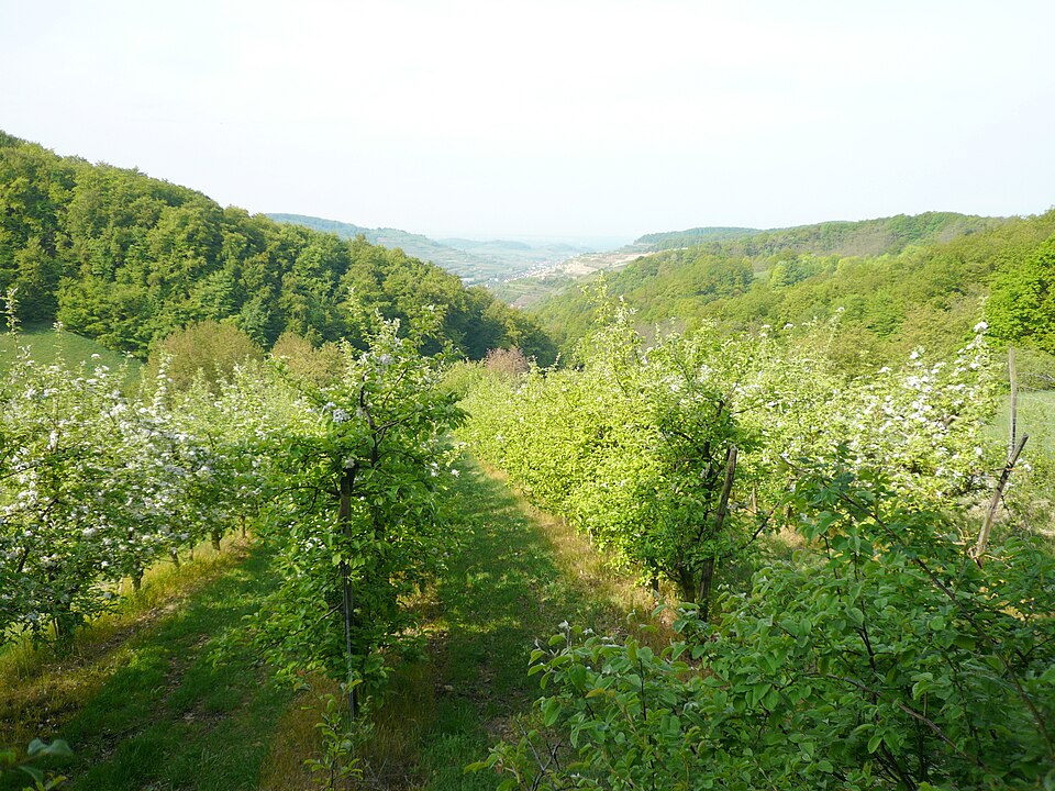 KaiserstuhlFruehling