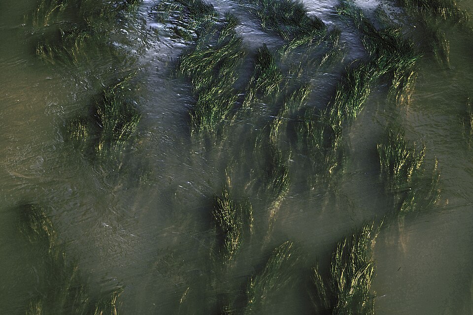 Flow