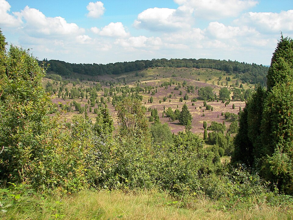 in der Lüneburger Heide