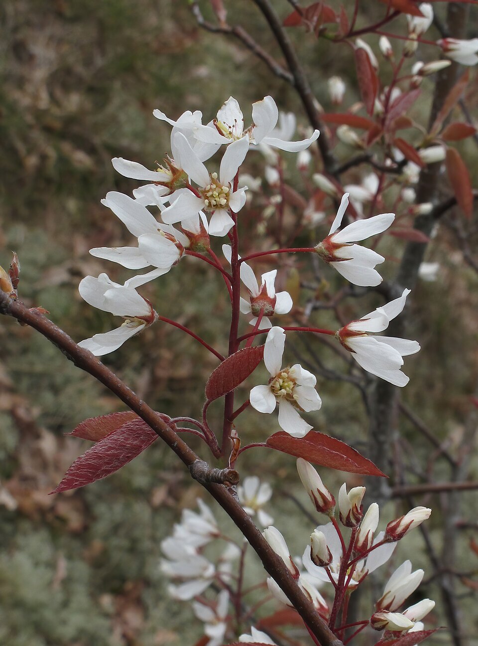 Amelanchier lamarckii RF