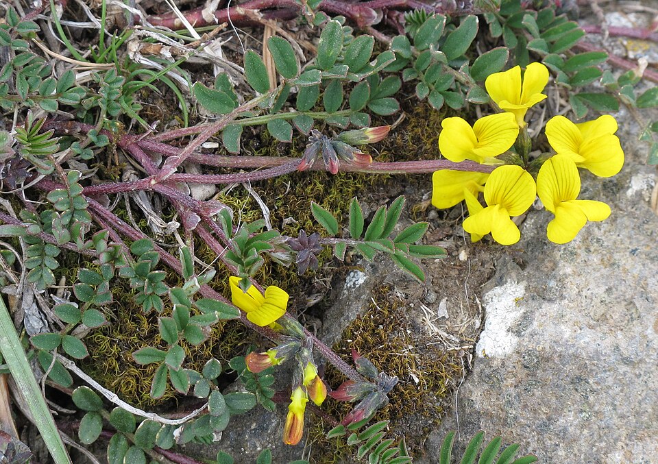 Hippocrepis comosa RF