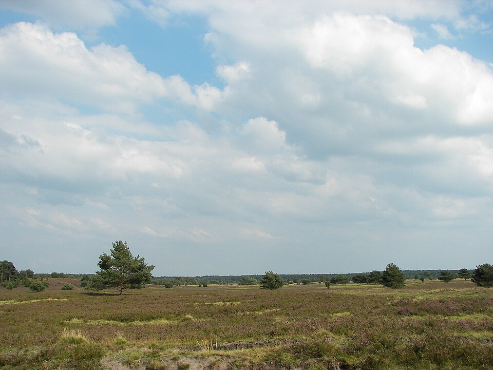 in der Lüneburger Heide