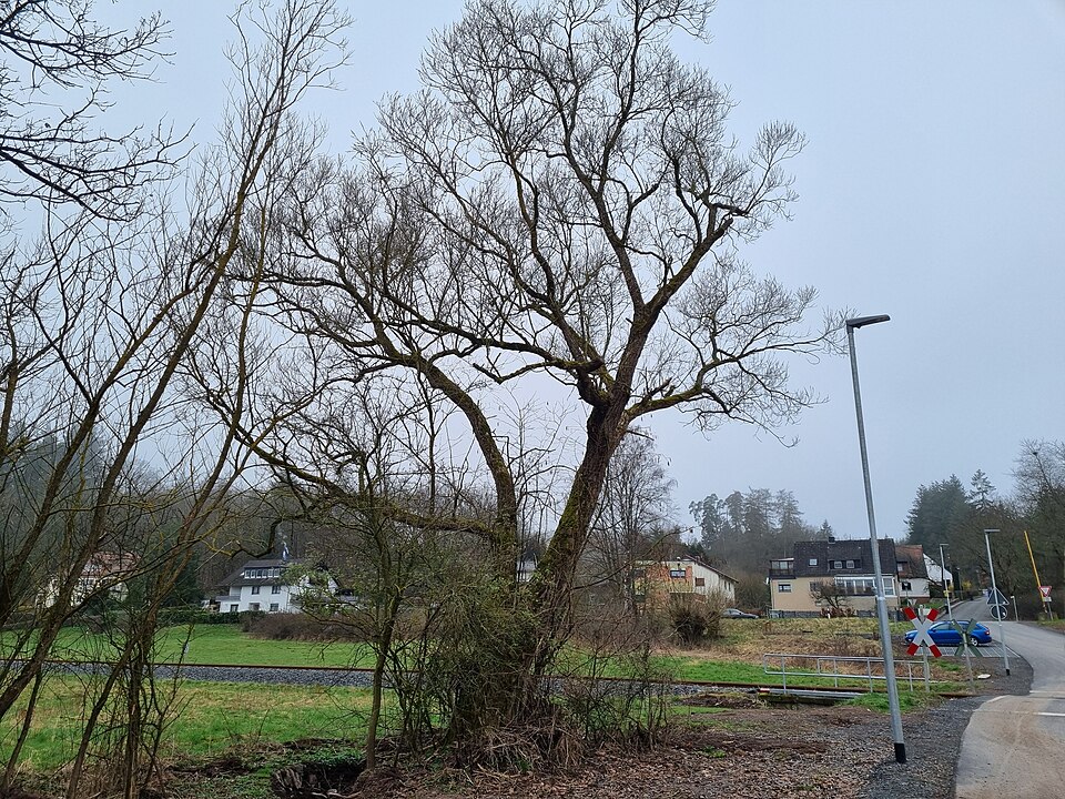 in Frankenberg