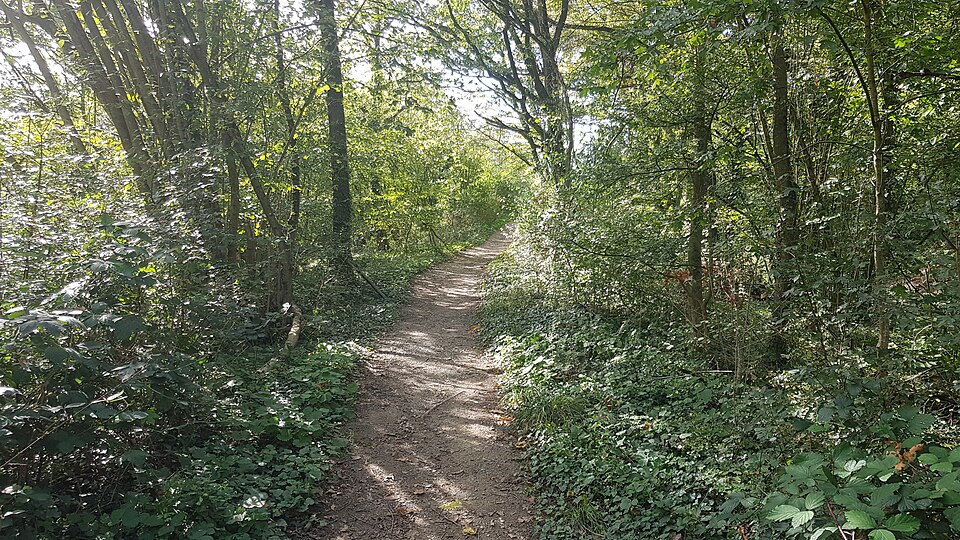 Waldlandschaft im Rheingau