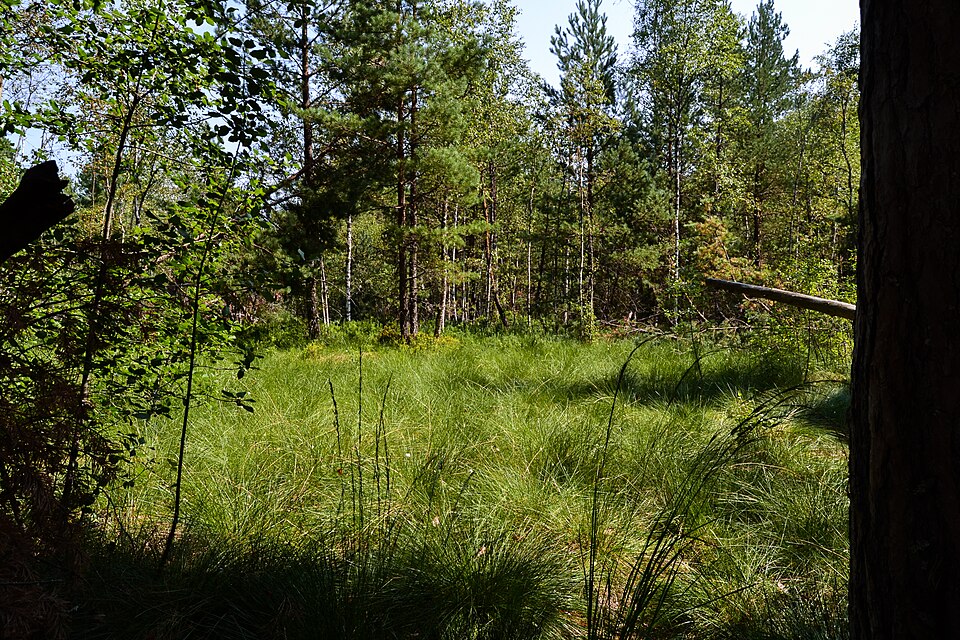 Waldmoor Torfstich