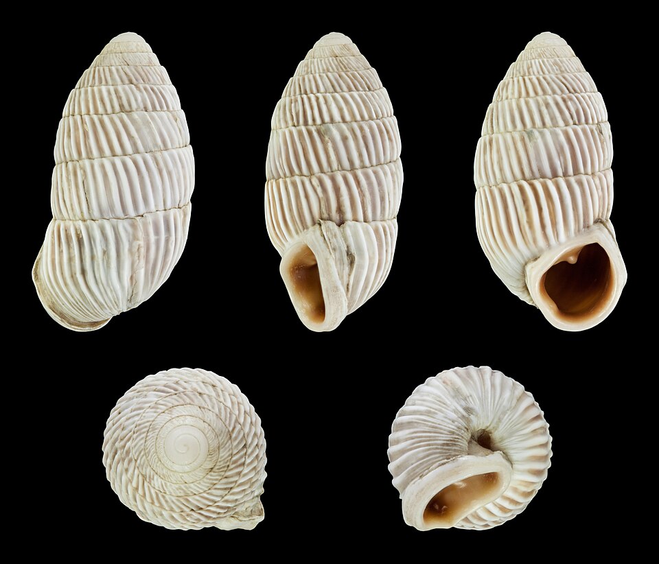 Kuba
