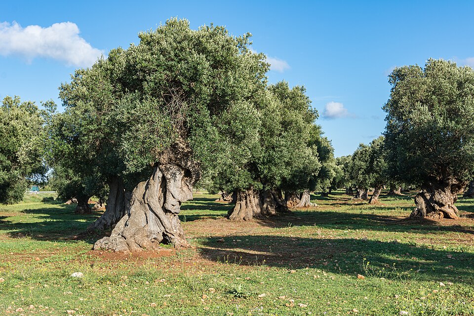 in Ostuni