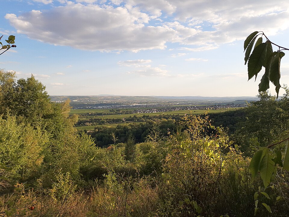 in Rheingau