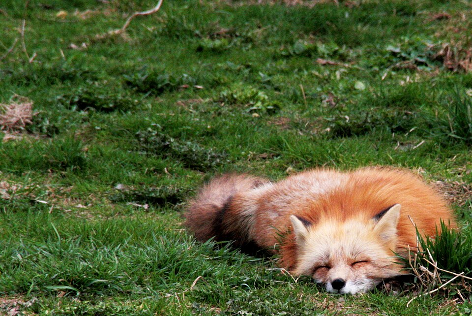 Schlafender Fuchs