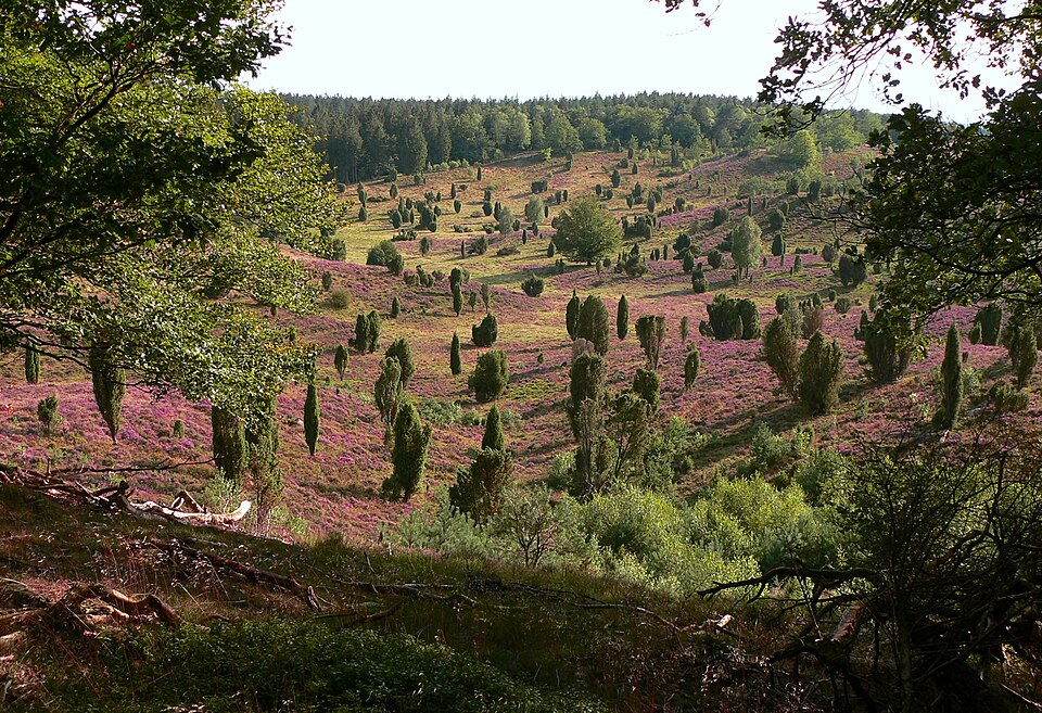 in der Lüneburger Heide