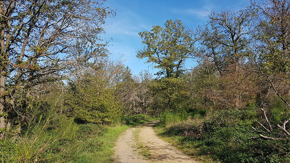 in Rheingau