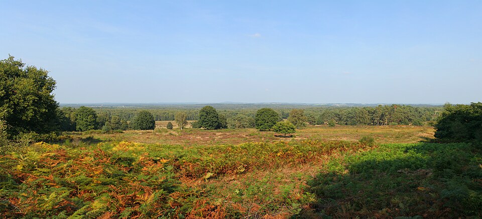 Heide