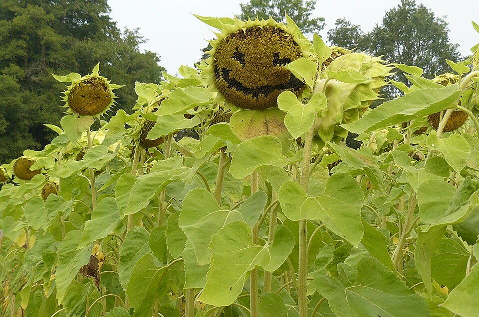 Helianthus in Spreewald