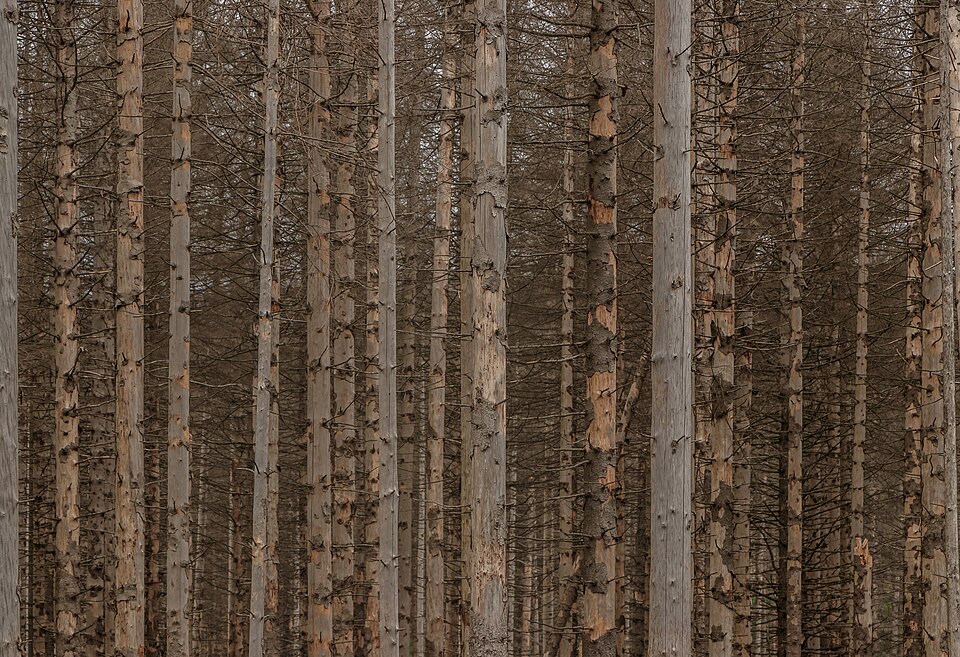Braunlage