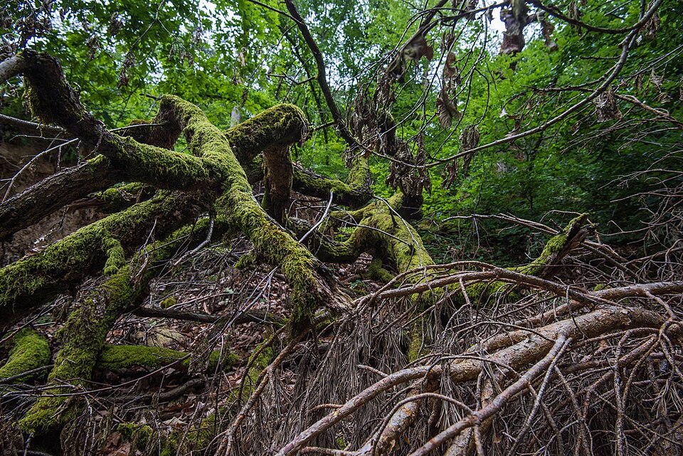 Fallen tree and Forest