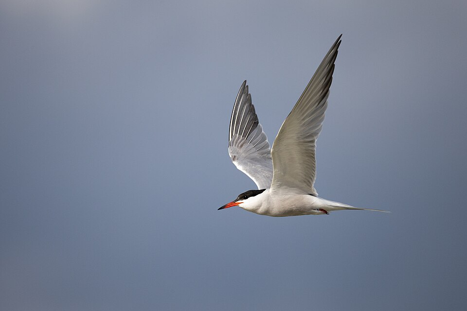 Common Tern in flight