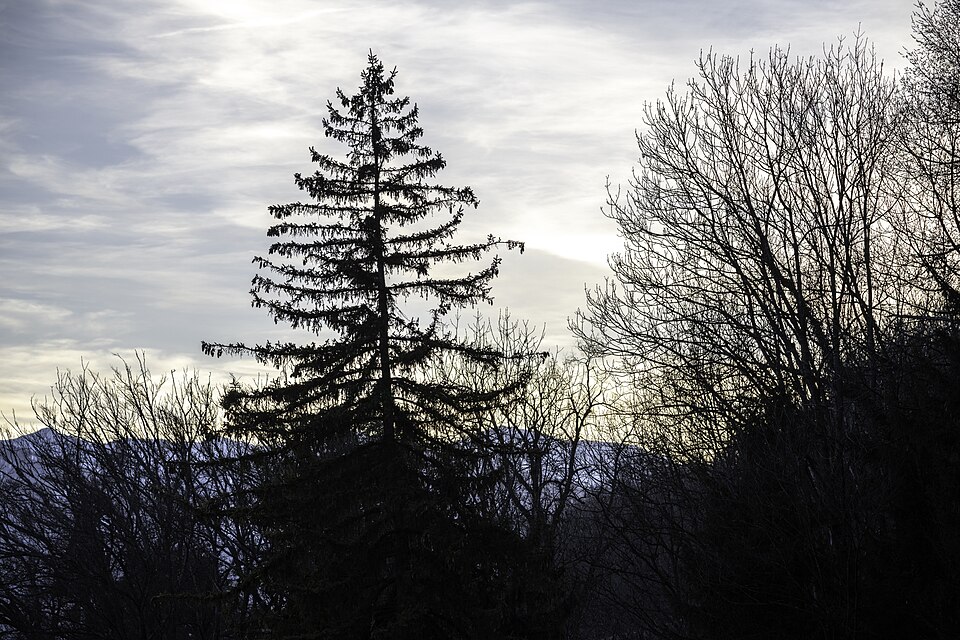 in Innsbruck